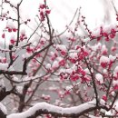 눈속에피는꽃 이미지