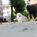 나눔펫 책임분양소 강아지분양 일산점 | 일산 강아지 무료분양50%할인가격으로강아지무료분양