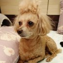 멍멍이발바닥 이미지