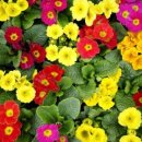 김해세명약국 이미지