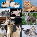 금고양이 이미지