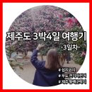 오현농장 | 제주도 3박 4일 여행 코스 및 경비 3일차 / 제주 동백군락지, 우도, 검멀레 해수욕장, 전기자전거...