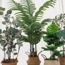 올리브조화 이미지