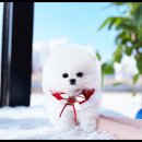 미유펫대구 강아지분양고양이분양(도그플러스동물병원) 이미지