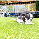 부천강아지분양 고양이분양 24시 데려가개 부천점 이미지