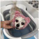 행복한 애견 미용 이미지