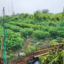 동막골 농장 이미지