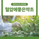 약초활용 생활건강법 | 혈압에좋은약초 종류 효능 관리법