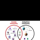 내재면역(Innate immunity)에 관한 유튜브 영상 이미지