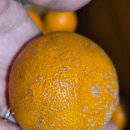 만평농장 | 무농약 귤~~오랫만이다!!!