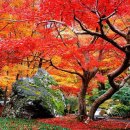 11월 27-30일 천년의 시간을 걷는 교토의 아름다운 단풍과 명품 미술관 여행 이미지