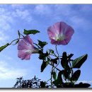 아침이슬 이미지