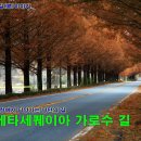 담양군금성면덕성보건진료소 | 담양 메타세콰이아 가로수 길을 드라이브 해 보자.