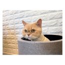 야옹아놀자 마곡점 이미지