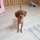 구피애견 이미지