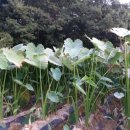 경락농장 이미지