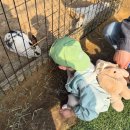 오백농장 | 용인 32개월 아기랑 딸기농장 체험 헤븐온어스