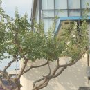 나무와흙한의원 이미지