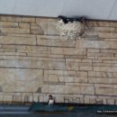 둥지카센타 이미지