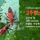 🪲🌶️ 고추침노린재 (Cydnocoris russatus) 🌶️🐛 고추빛 몸 ⚔️🪲 곤충을 사냥하는 킬러 버그 이미지