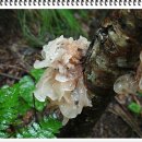 운지버섯 효능 & 흰목이 버섯 효능 & 상황 버섯의 효능 이미지