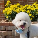 원더플독 이미지