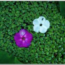 자연누리 이미지