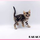 고양이 분양 제나캣 울산점 이미지