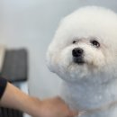 두산이네 애견샵 이미지