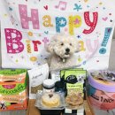 다섯시케이크 | 강아지 다섯마리 중 셋째 6살 생일파티! 케이크 쟁탈전ㅋㅋ🎂