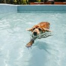 강아지소풍 이미지