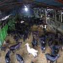 아침햇살염소농장 이미지