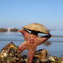 쁘띠 토마토 이미지