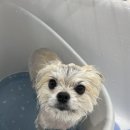 왈로하그루밍 이미지