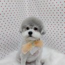 펫피파니 이미지