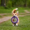 리버풀동물병원 이미지