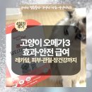 레카덤오메가3 4일차 리얼후기｜고양이 오메가3 효과·안전 급여 루틴 총정리