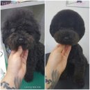 사랑해줄개 이미지