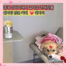 망고 애견 | 헤이티 건대 heytea 코코넛망고붐 밀크티 애견동반 내돈내산 오픈런 후기