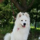 우리집막내 이미지