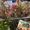 대동농장 이미지