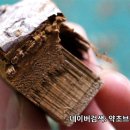 약초브라더스