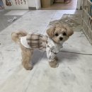 강아지 원피스: 메이오(May O)에서 원피스 구매후기
