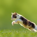 가방위에 고양이 이미지