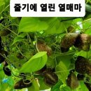 마농