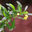 홉 호프 이미지