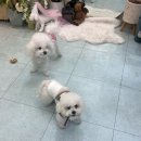 원남로-6 | [구미/원평동] 반려동물 케이크, 수제간식🐶 '더마이무'