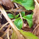 구주령 산채농원 이미지