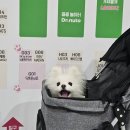 설이네 펫택시 | 마이펫페어 2024년 광교, 수원 펫페어 주차 및 부스배치도