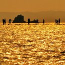 황금물결 이미지